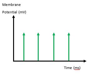 weakly stimulated membrane potential graph